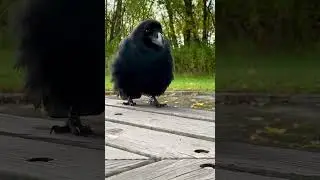 Adorable Crow Moments That Never Get Old 🖤 @RakasuCrow