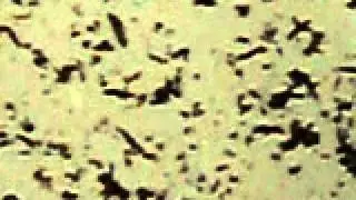 ウルルン森 136