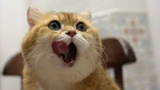 Malt Paste for Cats