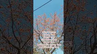 Trees of #Pakistan. Sumbal, Semal, Kapot, Silk Cotton tree, #fadakgardeners #garden #shorts
