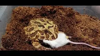Frog Attacks Mouse / Warning Live Feeding