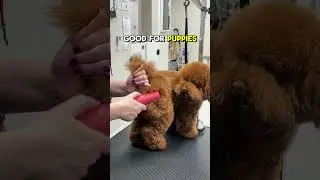 Fluff-Free and Stress-Free Groin Grooming #doggroomingtips #dogtraining# #doggroomer#petgrooming