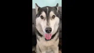 Luna the Siberian Husky Tries Pet Qwerks BarkBone | Dog Chews #shorts