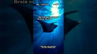 This Fish Has The Largest Brain of Any Fish on Earth 🧠🐬 !! #facts #fish #mantaray
