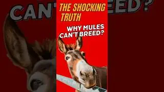 The Shocking Truth Why Mules Can't Breed?