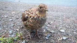 tame Ruffed Grouse (Bonasa umbellus)