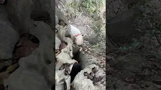 Храбрая собака спасла малыша, упавшего с горы 🐶👶
