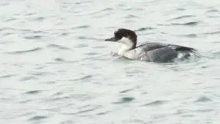 Smew in Lancashire   -   December 2025