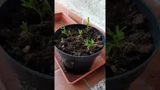 Piantine di lenticchie crescono 🌱🌱🌱