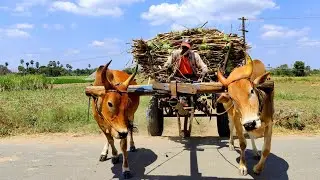 New Bullock Cart training by fully loaded ride | cow milk