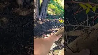Одно из самых ужасных, отвратительных и мерзких деревьев в окрестностях Белой акации. Ой!