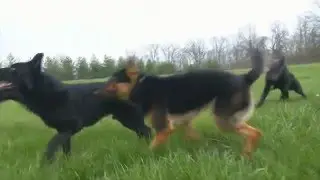 Protection Dogs For Sale At Play And Rest Beautiful Dogs Running About Doing Nothing At All