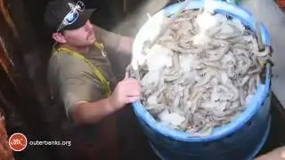 OBX Daydream | Wanchese Shrimp Haul