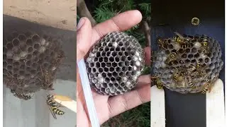 Relocating wasp nest