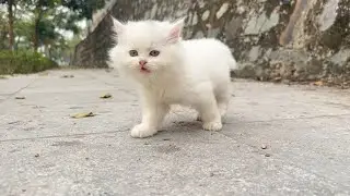 Cute homeless kittens after being rescued.