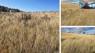 Bill Perrottet - Chillean Needle Grass Case Study - NSW