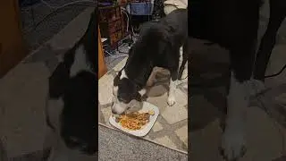 My dog eating bucatini pasta with shrimp steak veggies and apple