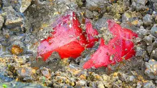 In the desolate weeds, the man dug out a pile of gemstones and crystals