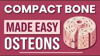 Osteons Explained in Under 2 Minutes | Compact Bone  #youtube #bones #anatomy #anatomyandphysiology