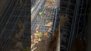 Effective Squirrel Removal with One-Way Door Installation | Wildlife Pro Services