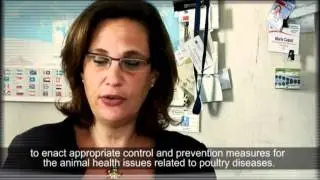 Avian Influenza sampling procedures and laboratory testing