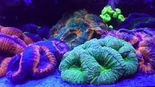 Reef tank 7/11/19