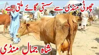 Shahjamal Cow Mandi | Sahiwal Cholistani Cow || Global Village Farming