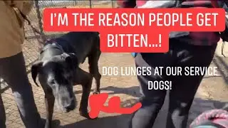 Dog lunges at my service dog! (I&rsquo;m the reason people get bit!!)