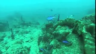 Blue Chromis