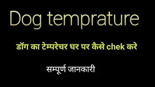 Dog ka temperature ghr pr kese check kre !!  डॉग का घर पर टेम्परेचर कैसे चेक सम्पूर्ण जानकारी