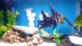 Angelfish Fry Growth Stages {Wriglers to Free swimming}