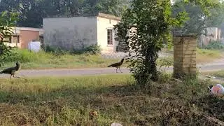 CSIR CBRI