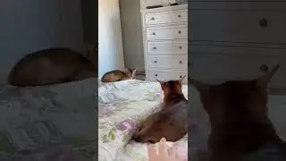 Morning in my Cattery 😻#cattery #cat #abyssinian #funnyanimals #catlover #funnypets #aby