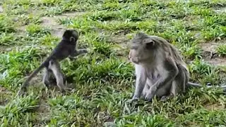 Deep Crying!! Poor baby monkey feeling cry so terrible ask for milk, Why mom give strong weaning..