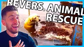 THE FUNNIEST SUBREDDIT?? Reverse animal rescue meme compilation - r/ReverseAnimalRescue (REDDIT)