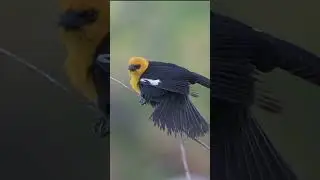 I love their weird calls! | Yellow-headed Blackbird