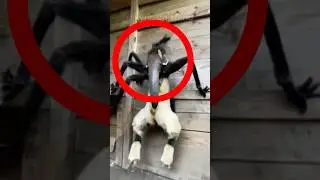 TOP 5 ANIMALES MAS RAROS DEL MUNDO!