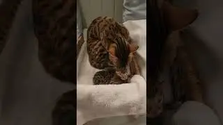 Five Day Old Bengal Kittens with their Mom #bengal #Kittens #bengalkittens #meow #cat #cute