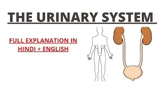 THE URINARY SYSTEM EXPLAINED IN HINDI AND ENGLISH | DETAILED VIDEO | ANATOMY | BIOLOGY |