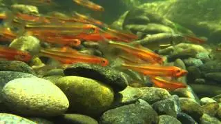 Tennessee Shiners & Central Stonerollers Trout Stream Western North Carolina