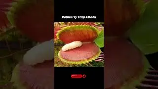 Venus Fly Trap in Action： Nature&rsquo;s Fierce Predator! 🦟🌿 #shorts #facts