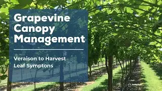 Veraison to Harvest Leaf Symptons