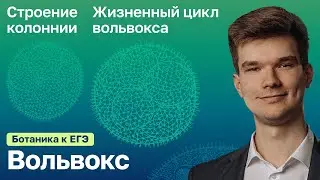 7.34. Вольвокс | Ботаника к ЕГЭ | Георгий Мишуровский