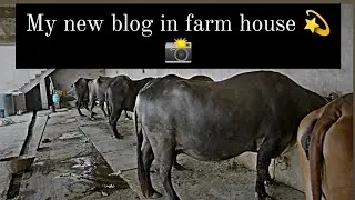 My new blog in farm house #murrahbuffelos #gircow #villagelife #trendingvideo #viralvideo #trend