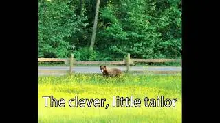 The clever, little tailor