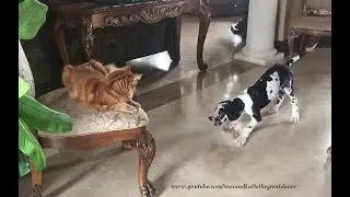 Funny Concerned Black Great Dane Checks On Puppy After Cat Gives Cats Rule Lessons & Swats