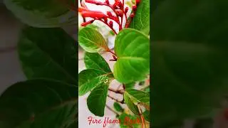 🔥 Fire flame bush cutting || Dhataki #youtubeshorts #shorts