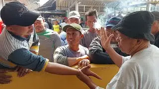 NEGO ALOT SAPI EDAN... SAMPAI GAK BERANI DI TURUNKAN