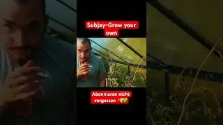 Subjay- Grow your own💚 #cannabisoutdoorgrow #diygew&auml;chshaus #mimosaxorangepunch