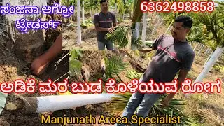 ಅಡಿಕೆ ಮರ ಬುಡ ಕೊಳೆಯುವ ರೋಗ /Areca Tree Bottom Rot Disease @sanjana31agro 